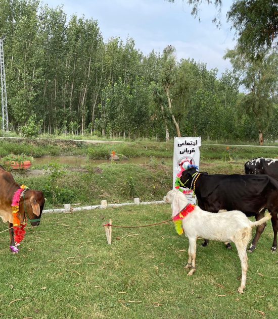 Qurbani
